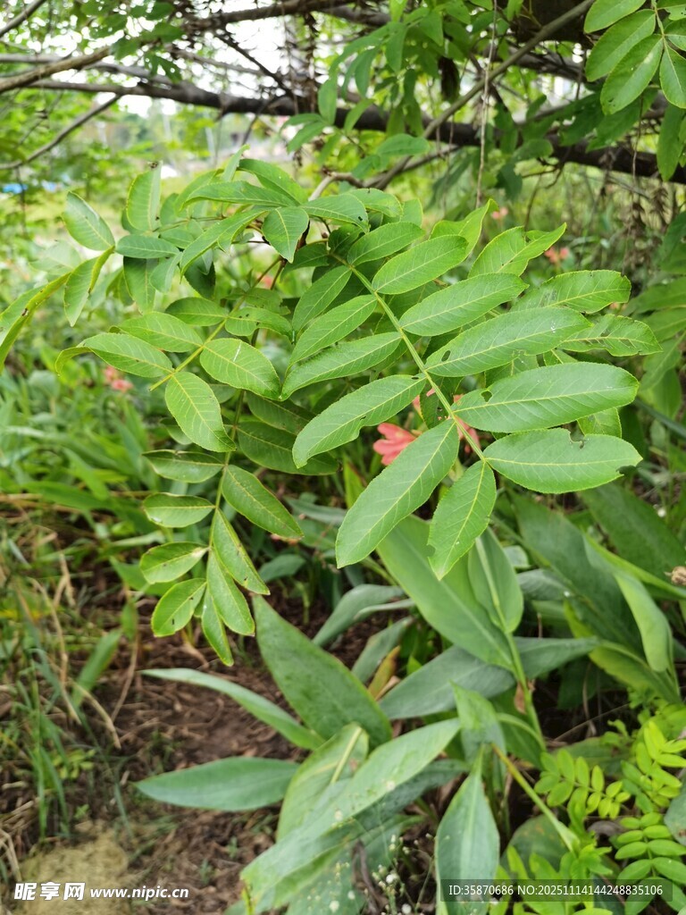 綠葉間的紅果植物