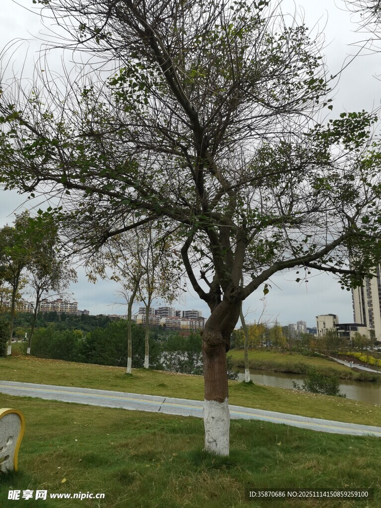 冬日孤樹于草地旁