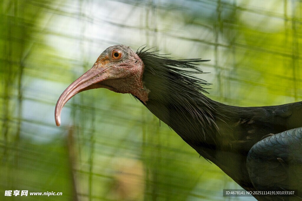 長(zhǎng)喙奇特鳥(niǎo)特寫(xiě)