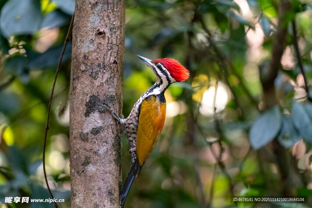 紅冠啄木鳥棲息樹干間