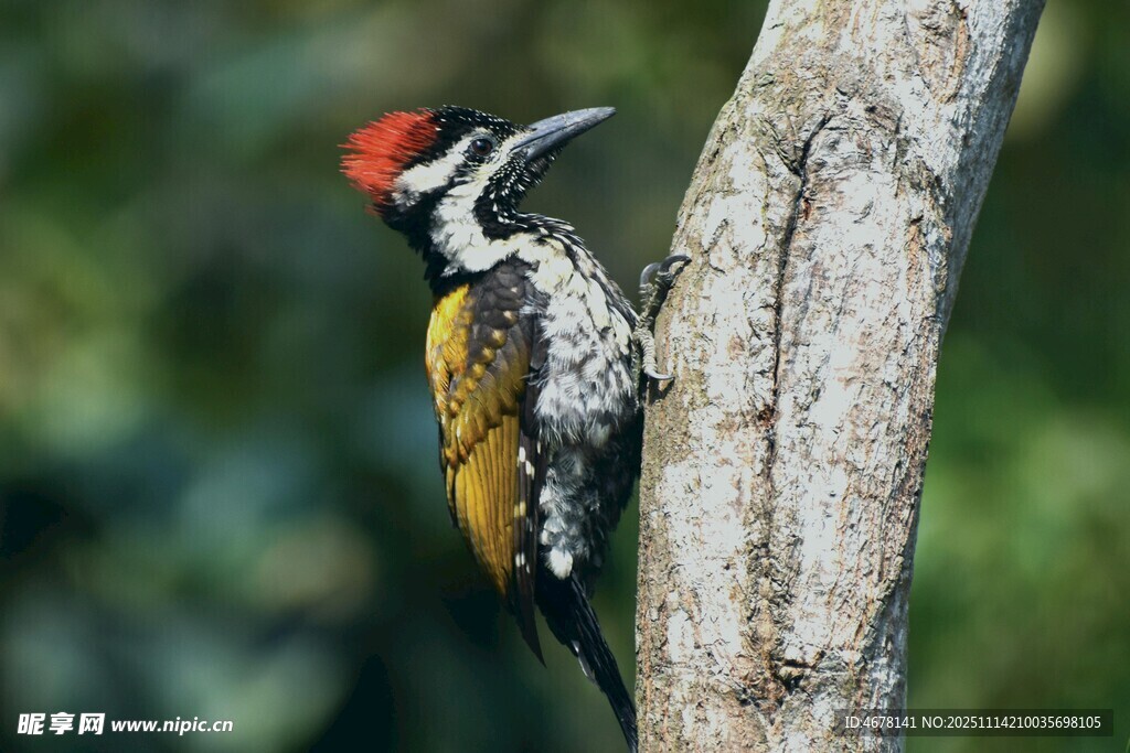 紅頂啄木鳥棲息樹干