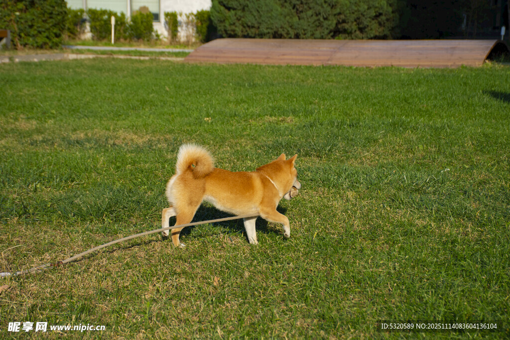 草地上奔跑的可愛小狗