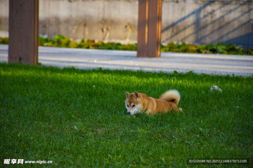 草地上休憩的可愛小狗