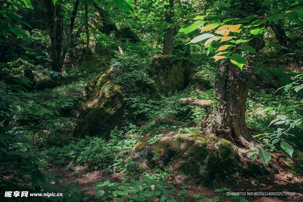 茂密森林中的自然景象
