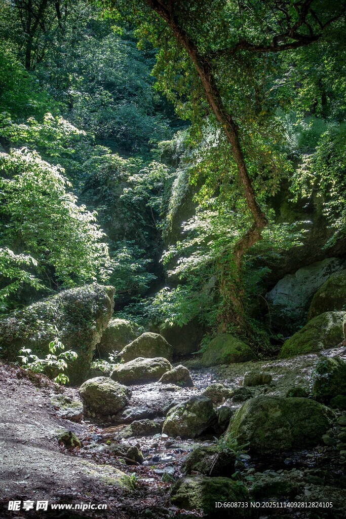 山林間的清幽溪流與綠意