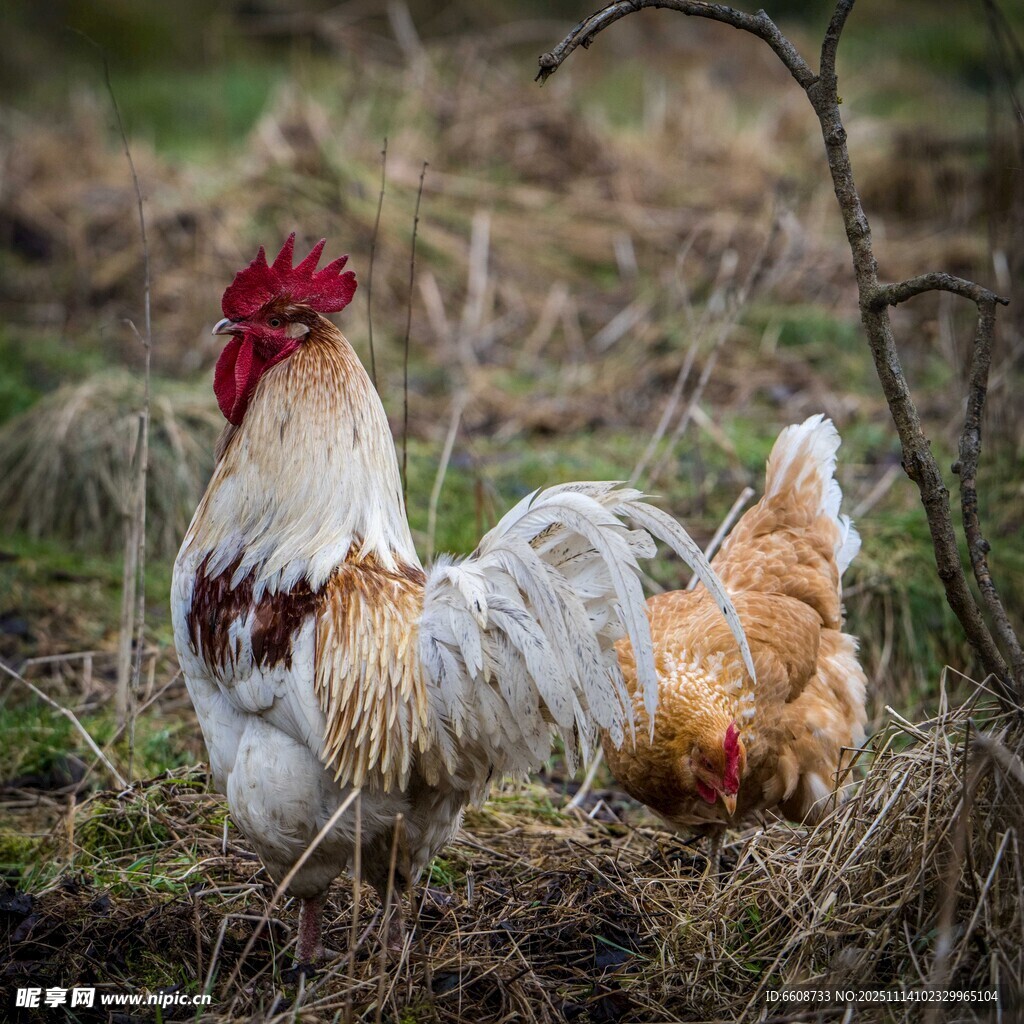 田園中漫步的公雞與母雞