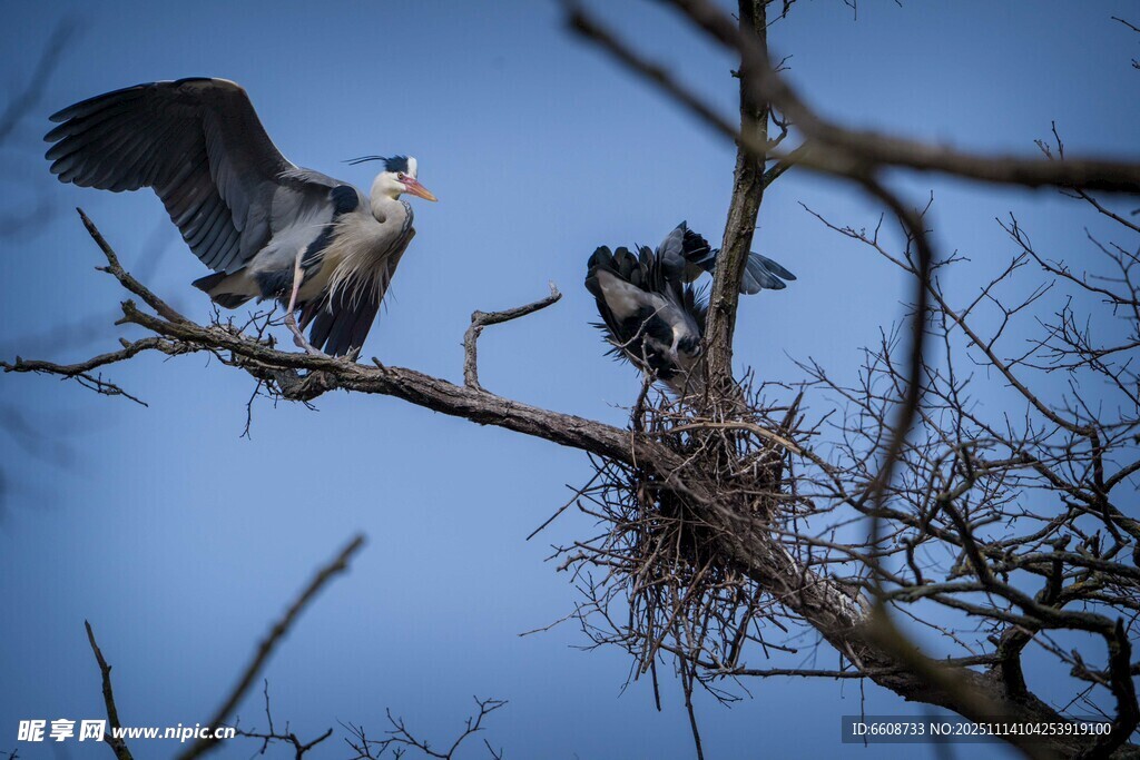 枝頭鷺鳥守護與展翅瞬間