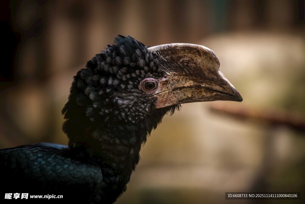 神秘的鳥(niǎo)類頭部