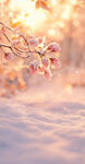 雪中日暮下的粉嫩花枝