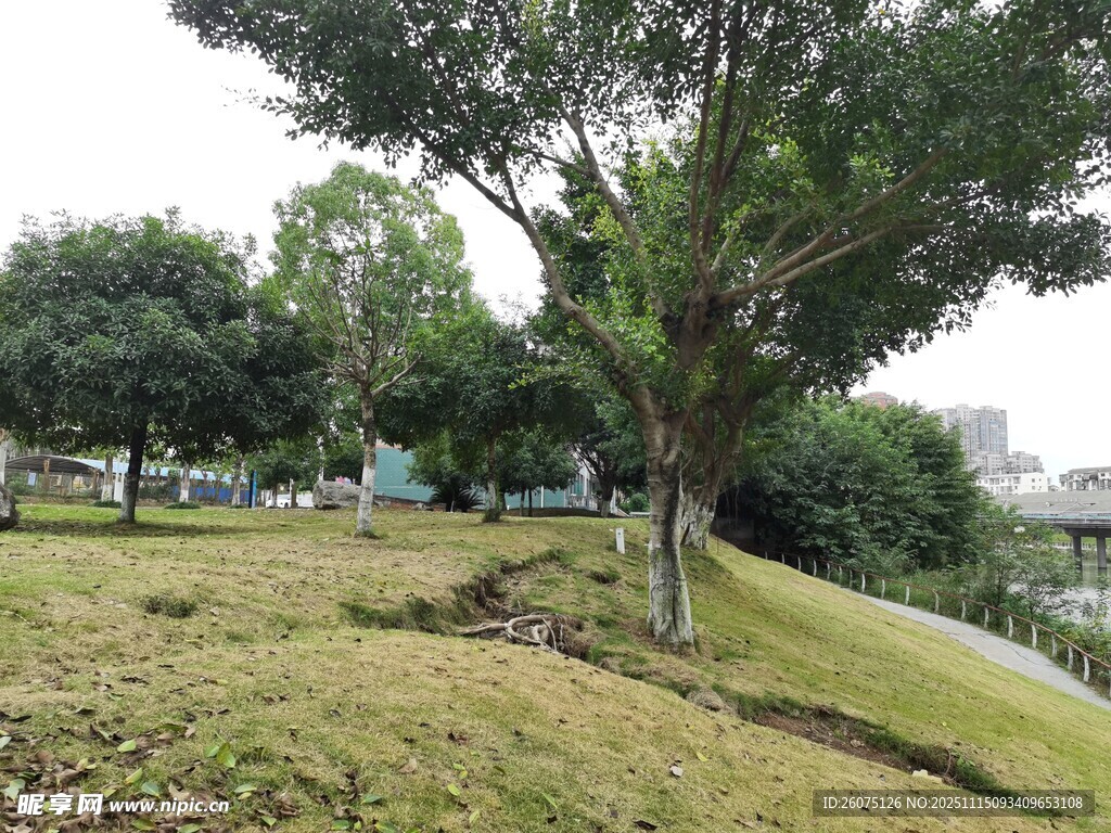 公園綠意盎然的樹木景觀