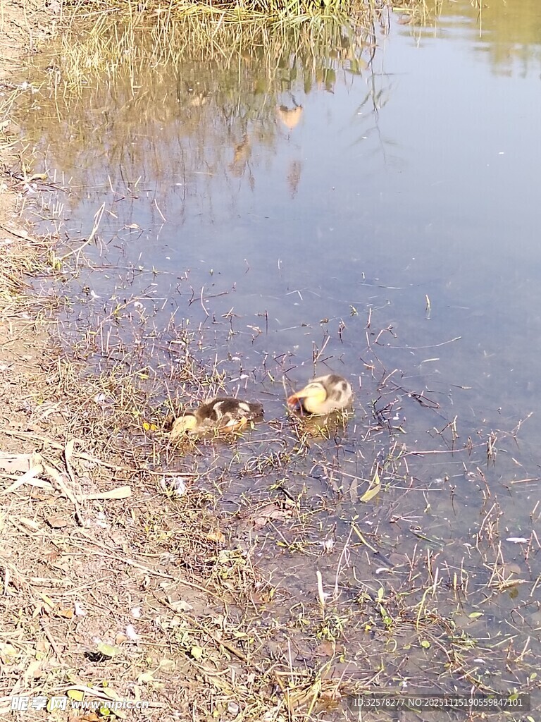 岸邊淺水中的兩只小鴨子