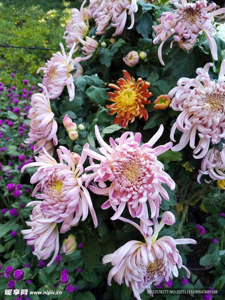 多彩菊花綻放于花叢中