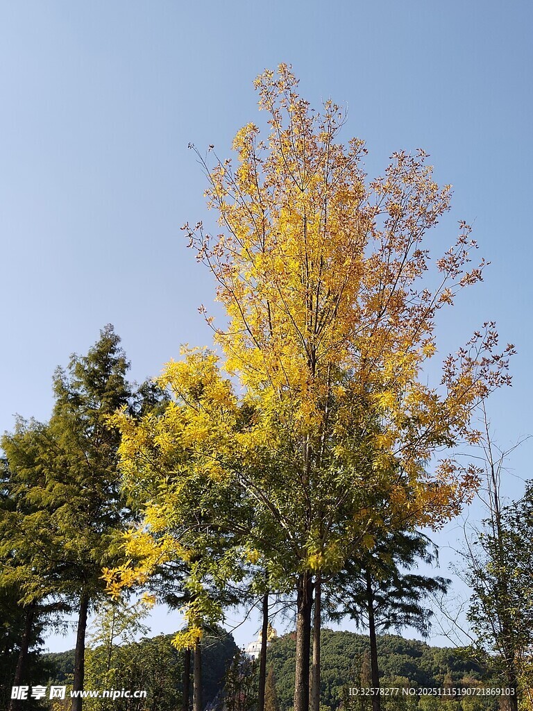 秋日金黃樹木藍(lán)天景致