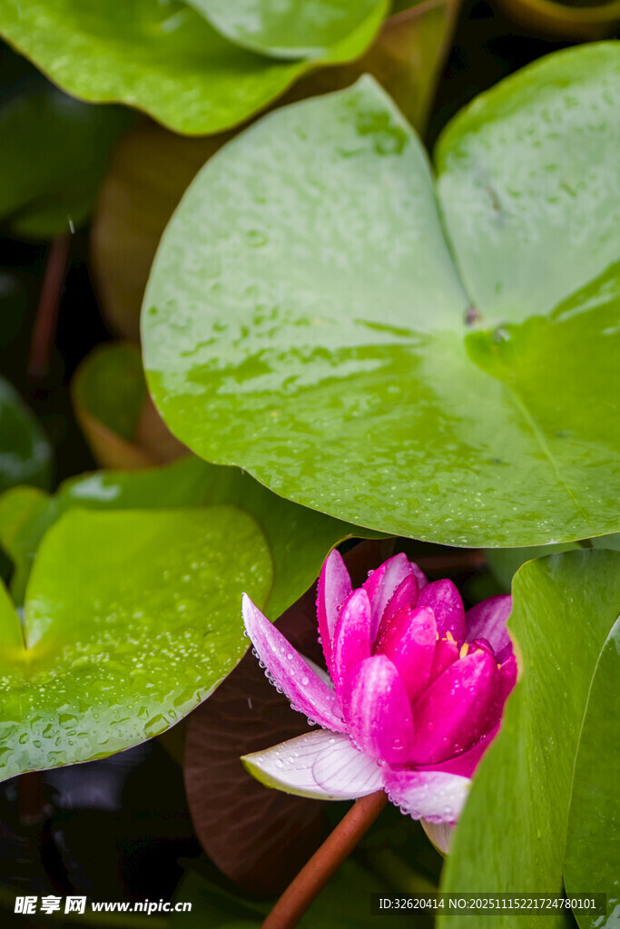 嬌艷睡蓮綻放綠葉間