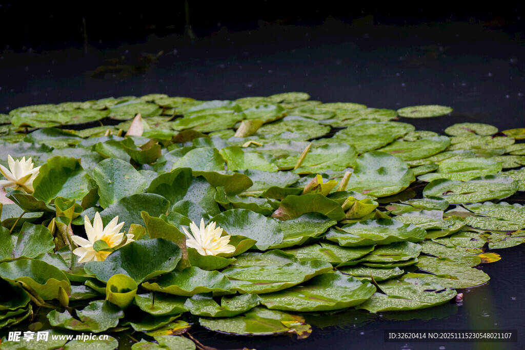 水面上的睡蓮與蓮葉