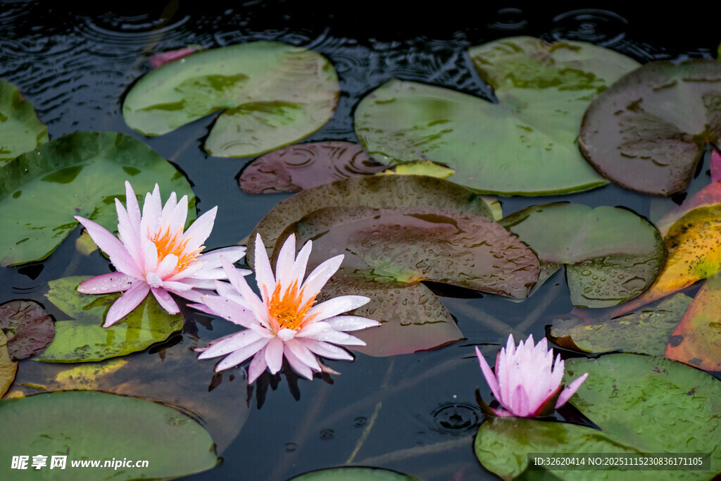 水中綻放的美麗睡蓮