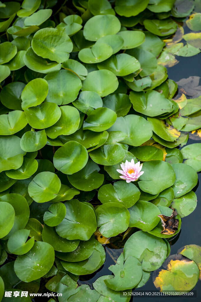 水中睡蓮與蓮葉的靜謐畫面