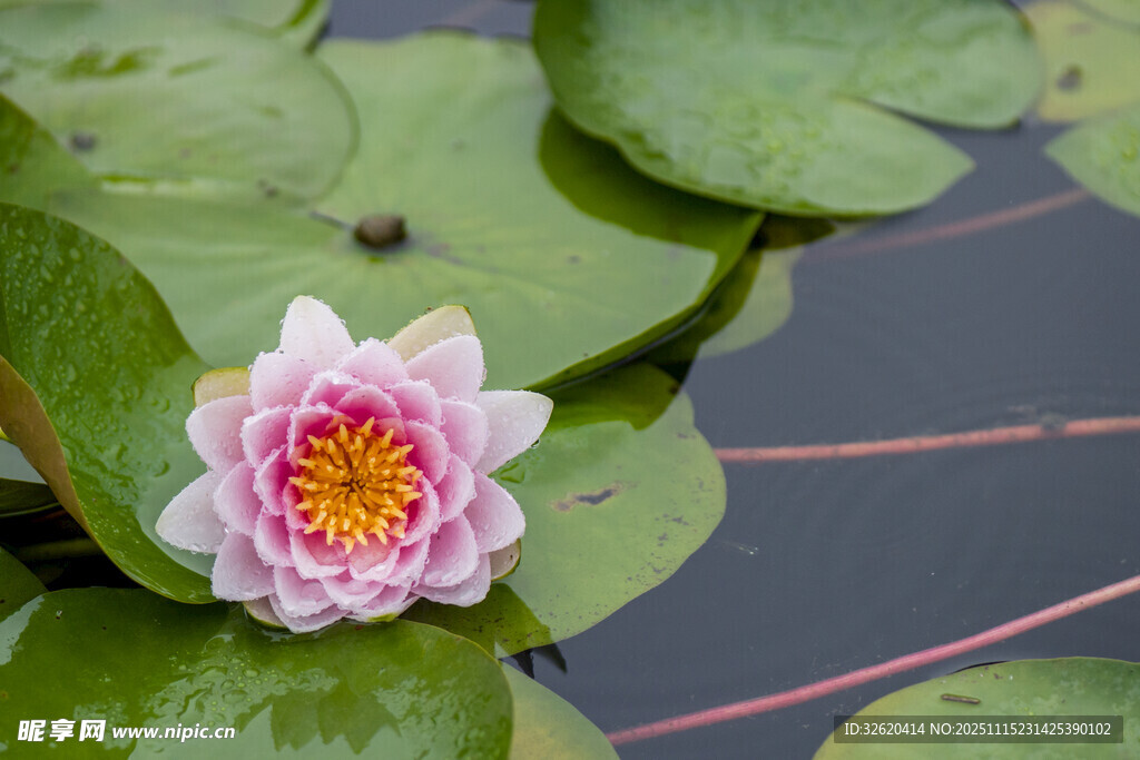 粉色睡蓮綻放于綠葉間