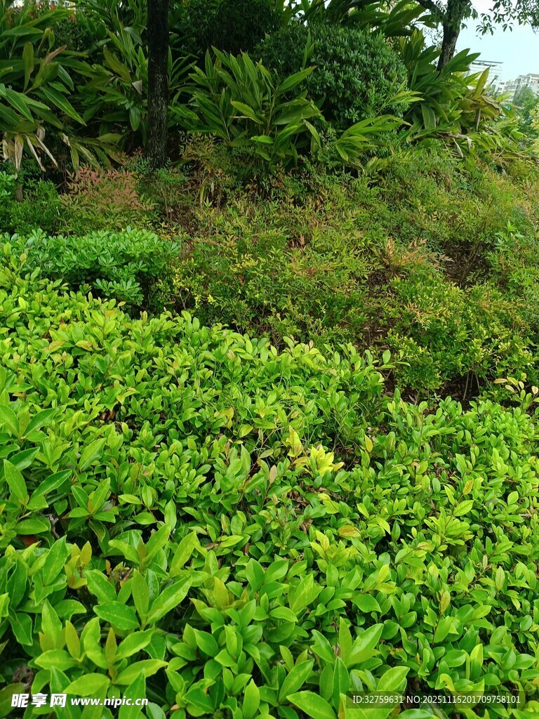 綠意盎然的繁茂植物景觀