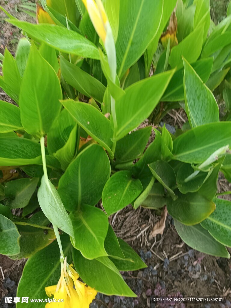 綠葉間的黃色花朵