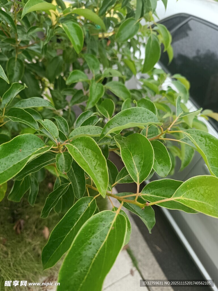 綠葉繁茂的植物特寫(xiě)