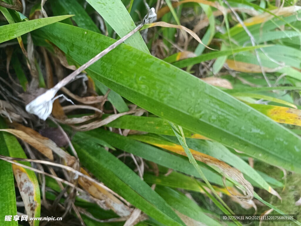 綠葉間的白色小花