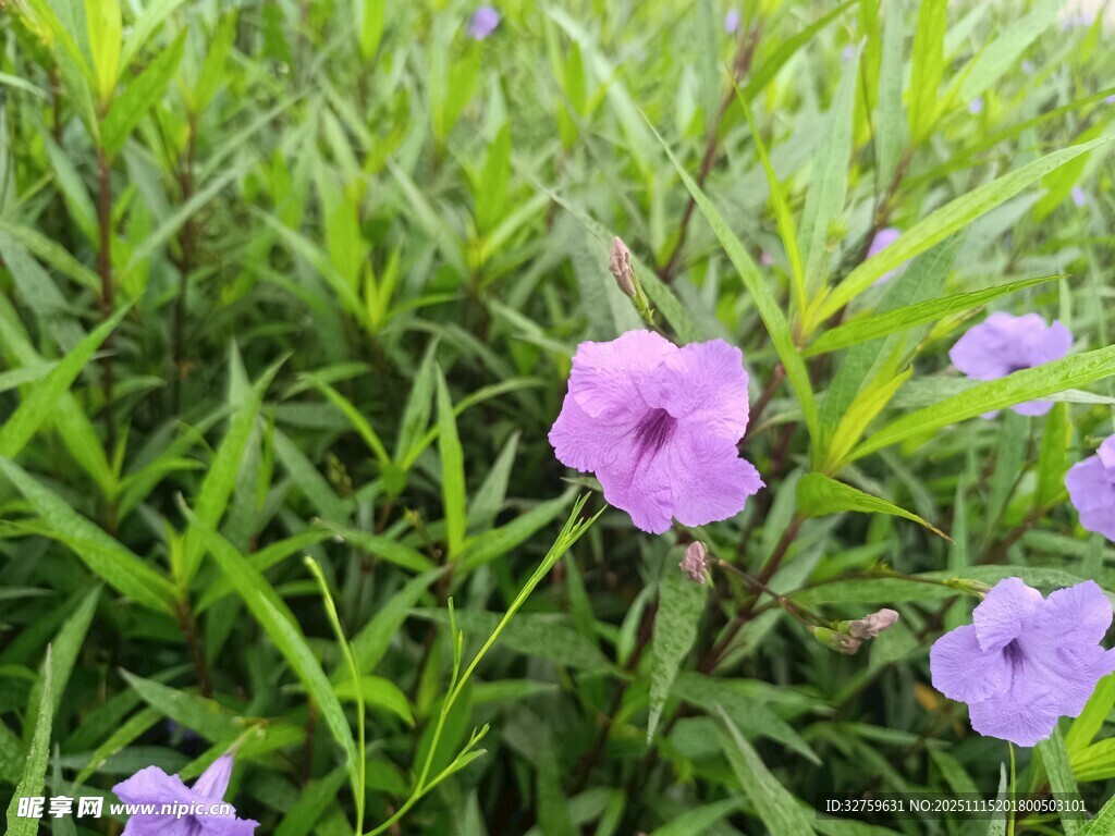 紫色小花綻放于綠葉間