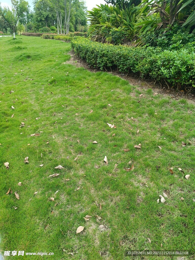 翠綠草坪與綠植景觀