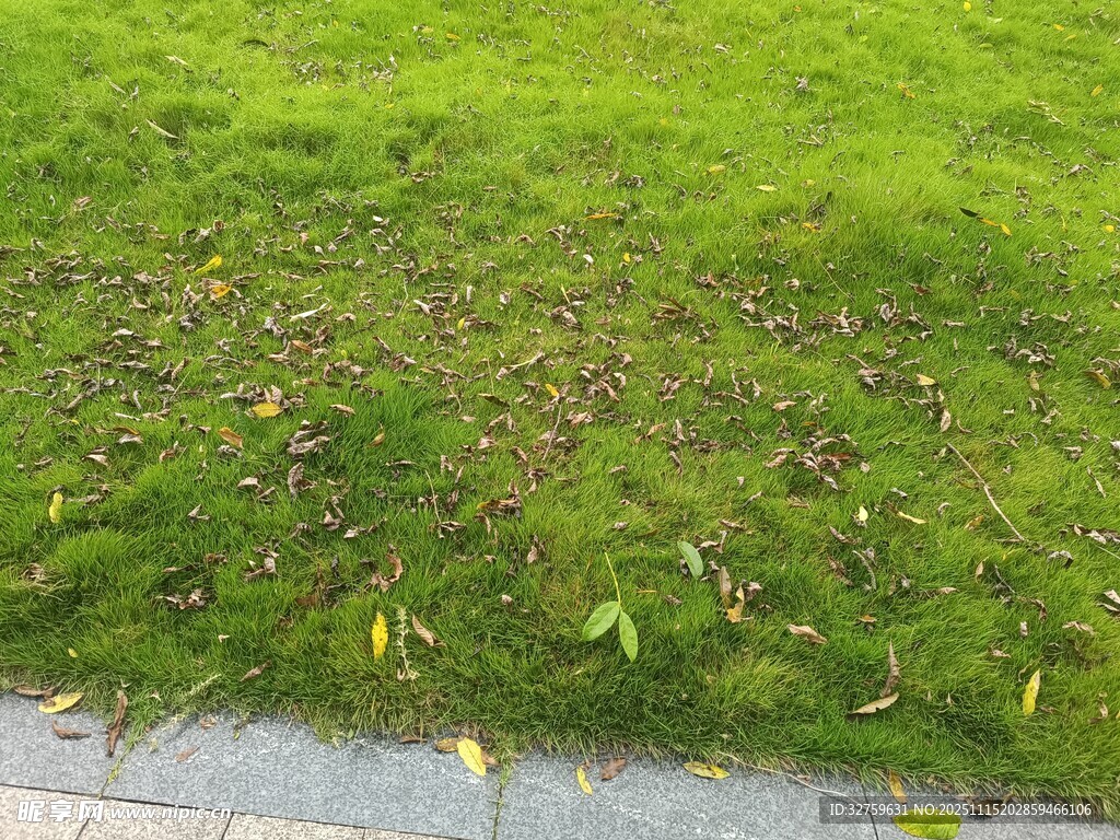 路邊翠綠草地與散落樹(shù)葉