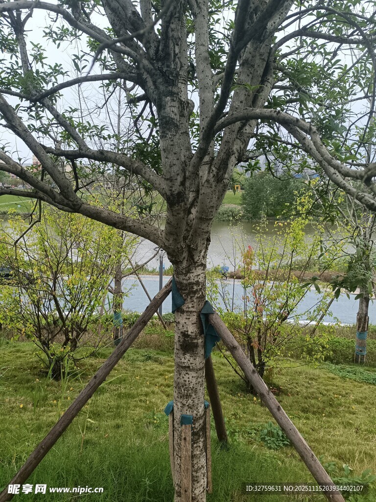 野外樹(shù)木支撐場(chǎng)景