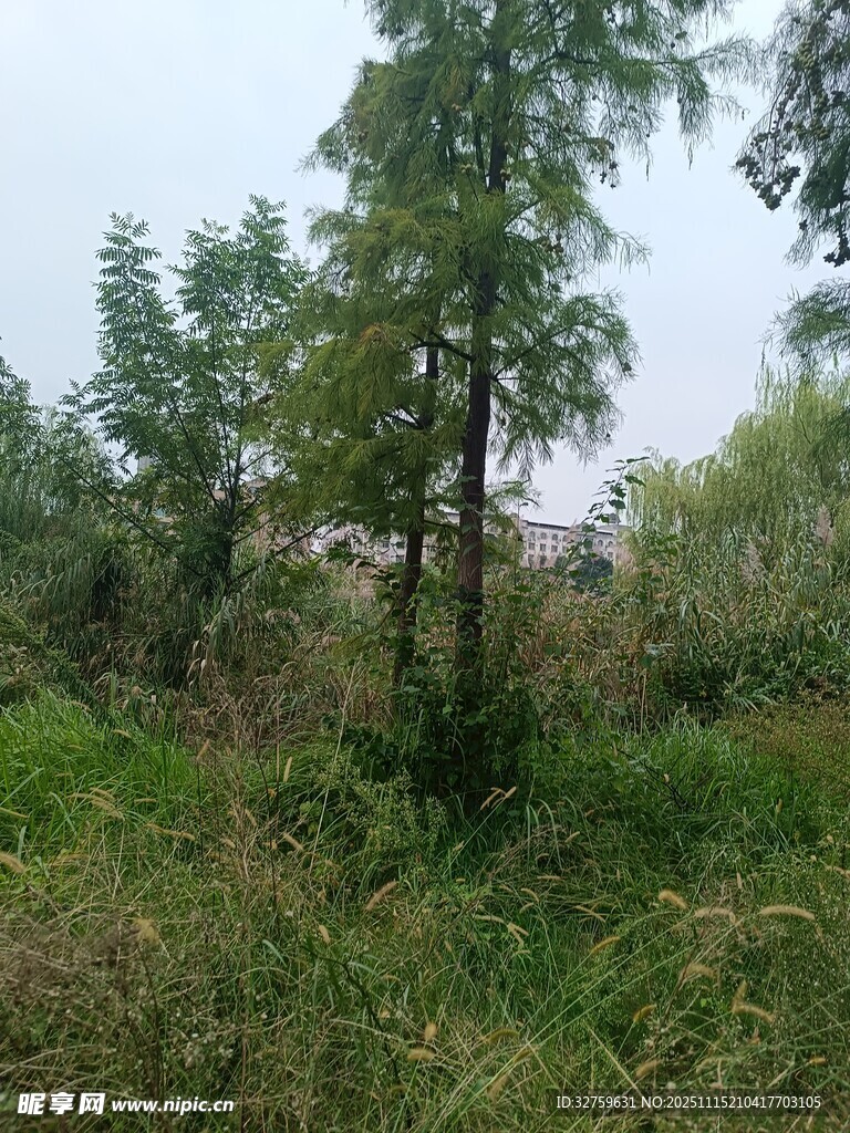 野外蔥郁樹林景觀