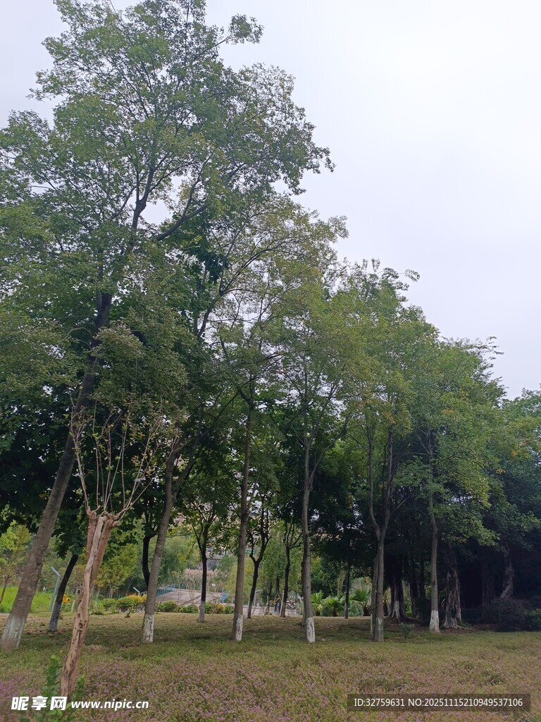 戶外茂密樹林景觀