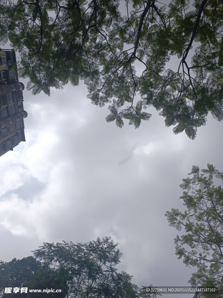 仰視樹冠與天空景象