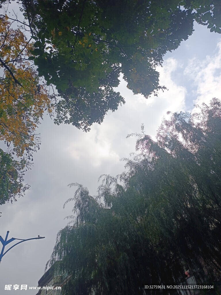 仰視綠樹間的天空景象