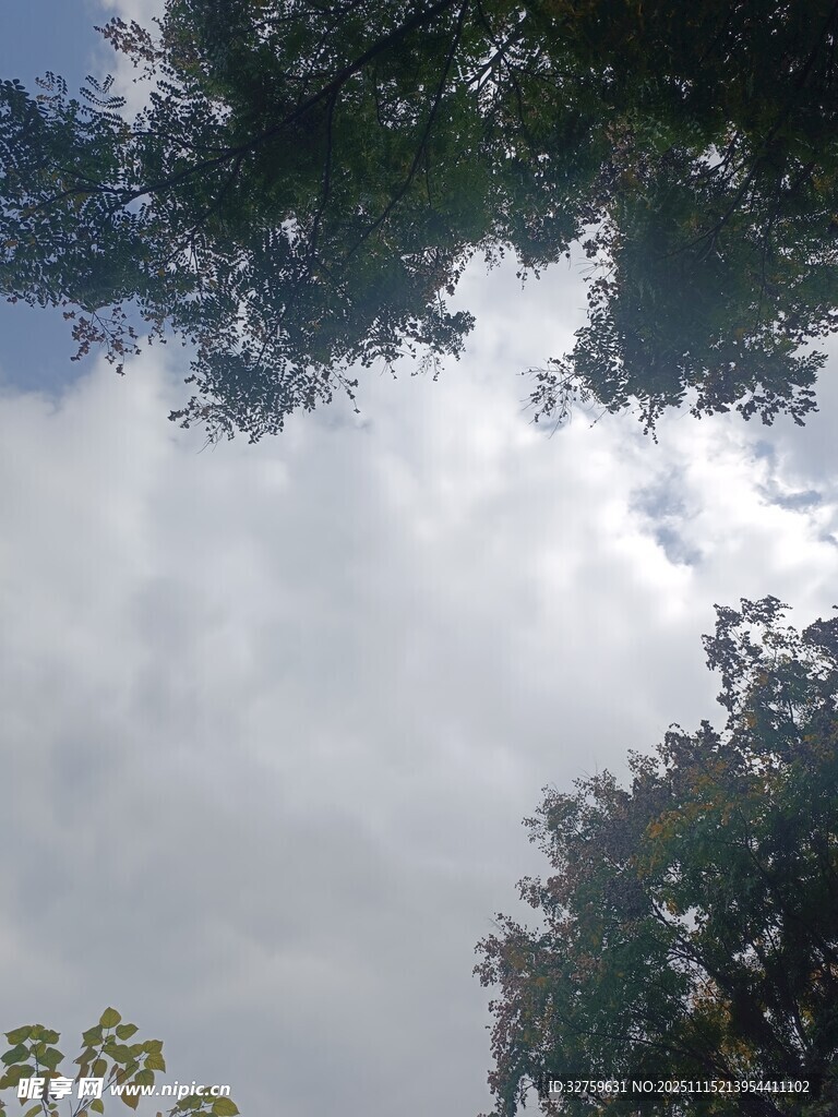 仰視天空中的樹木與云朵