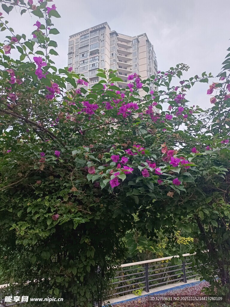 繁花綠樹間的城市景致