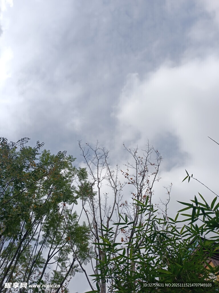 陰天樹林上方的云層