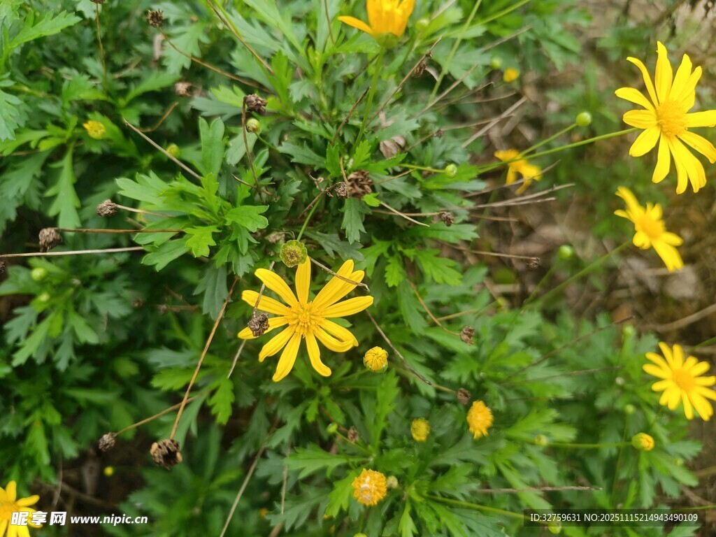 金黃小花綻放綠葉間