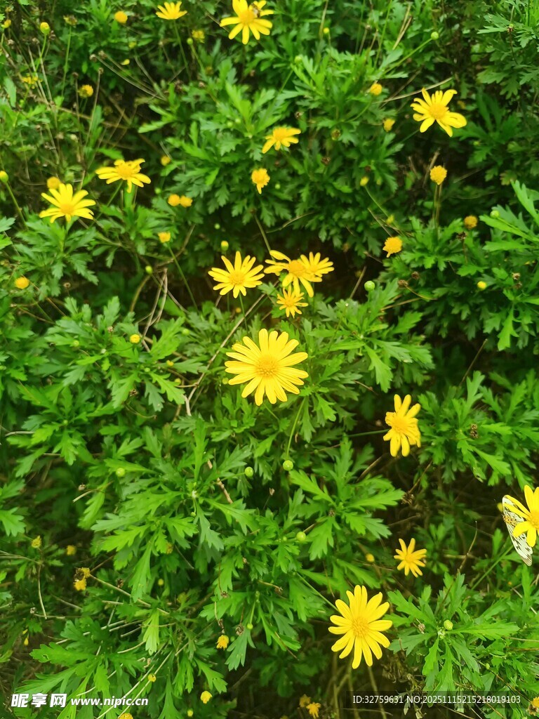 金黃小花綻放于綠葉間