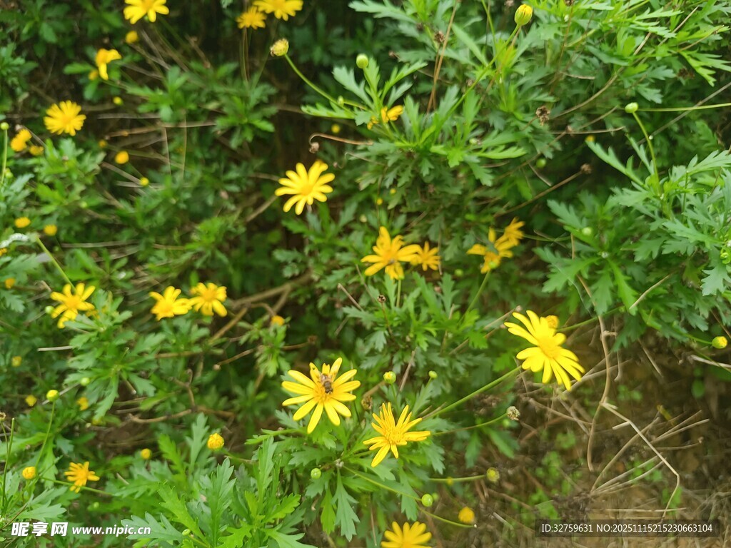 金黃小花綻放綠葉間