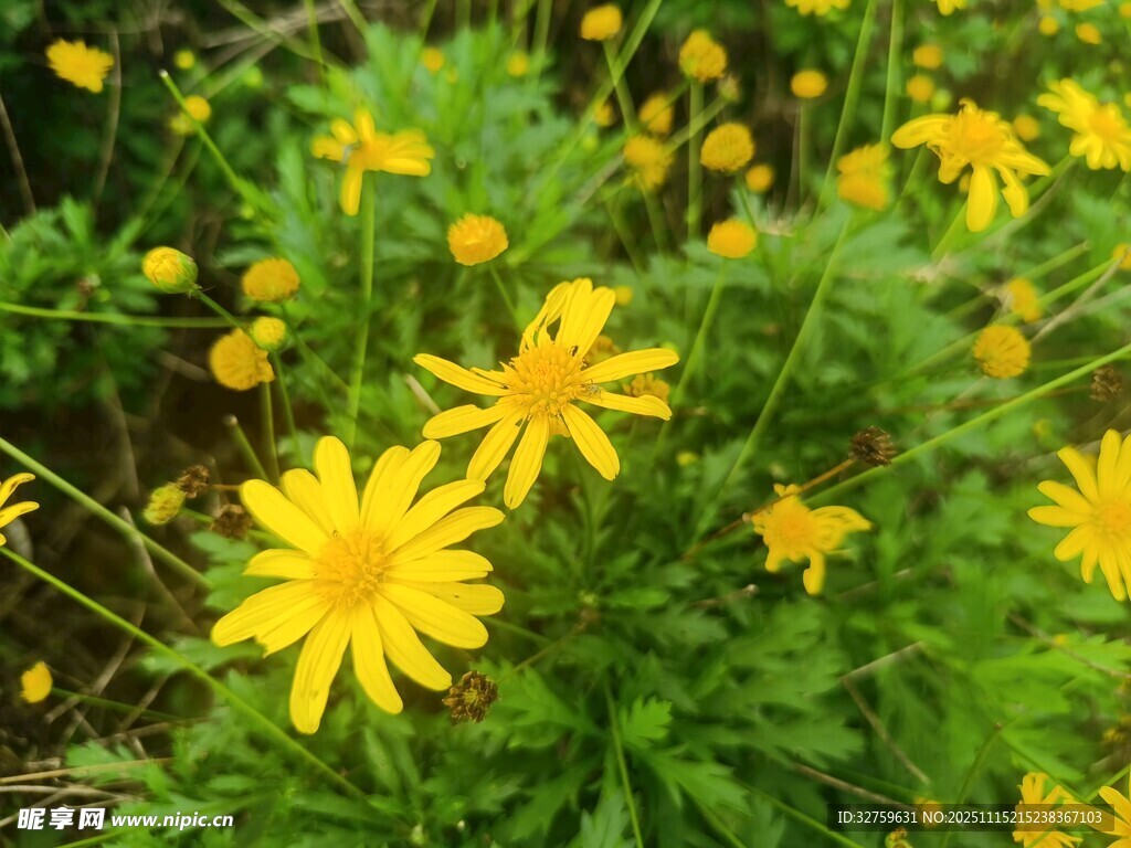 金黃小花綻放綠意間