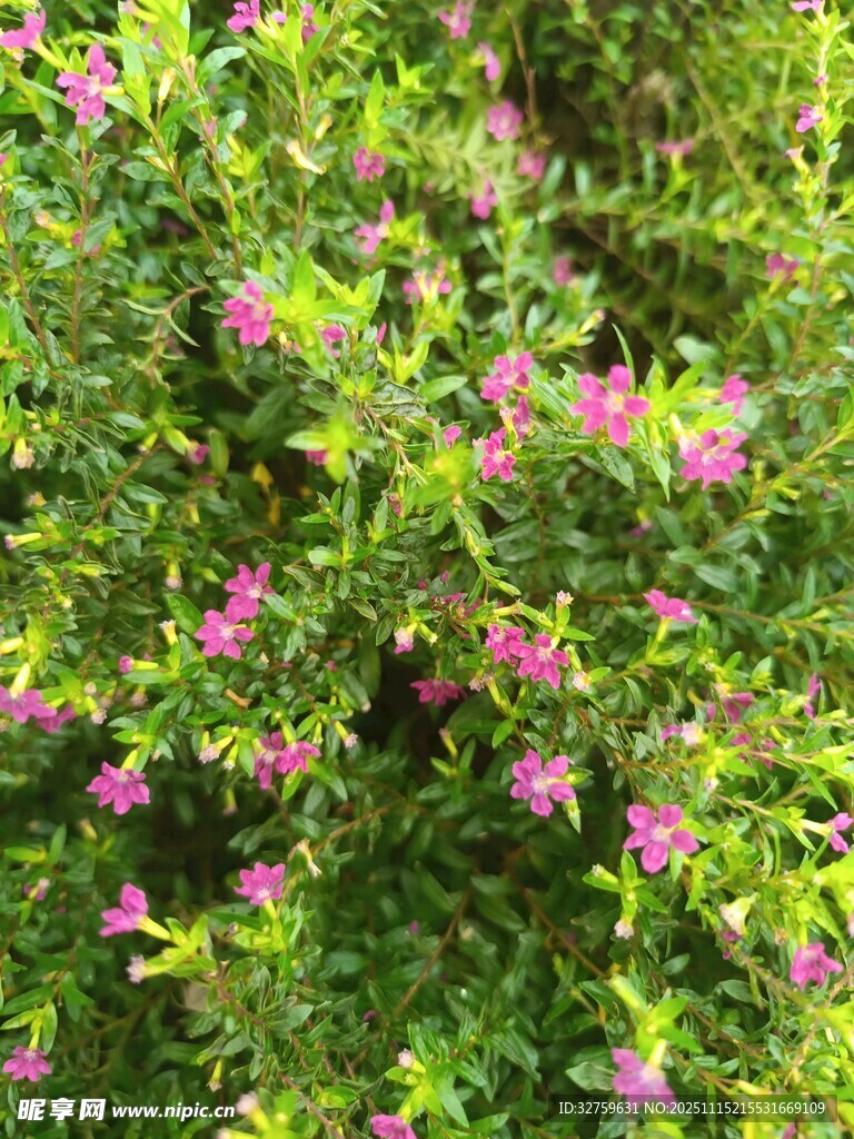 綠葉叢中的粉色小花