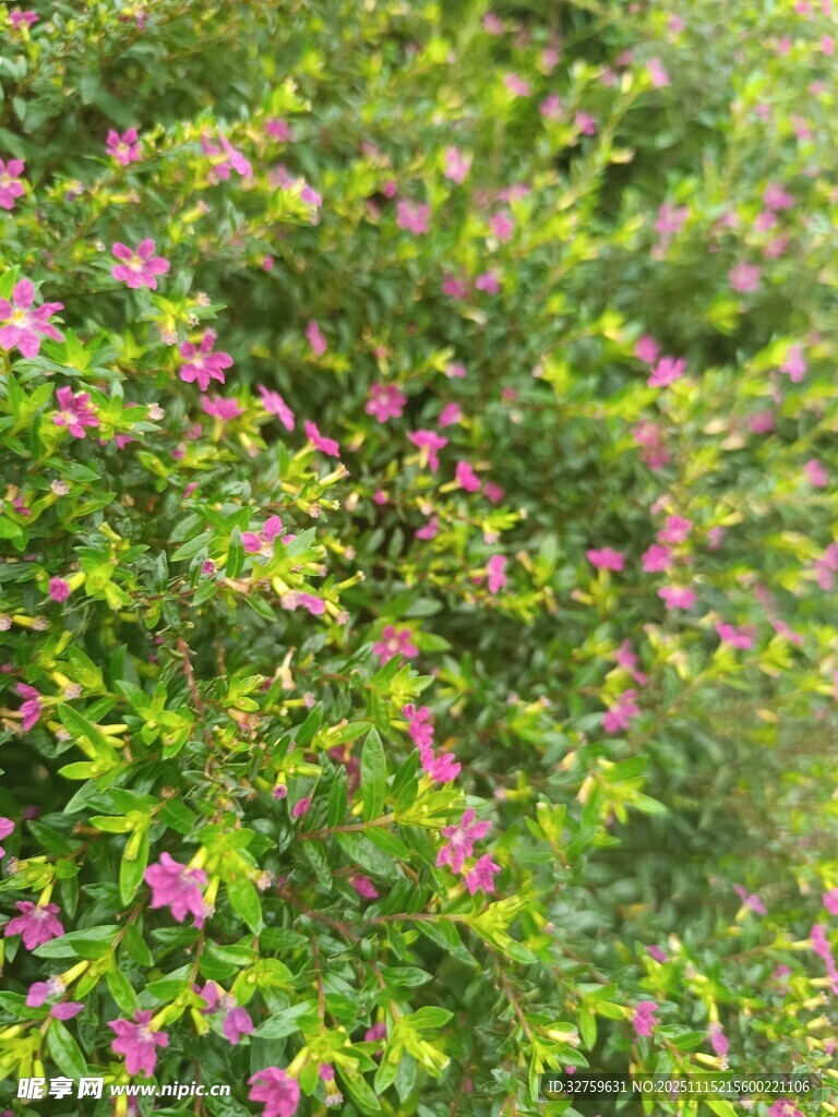 繁花綠葉的美麗植物景觀