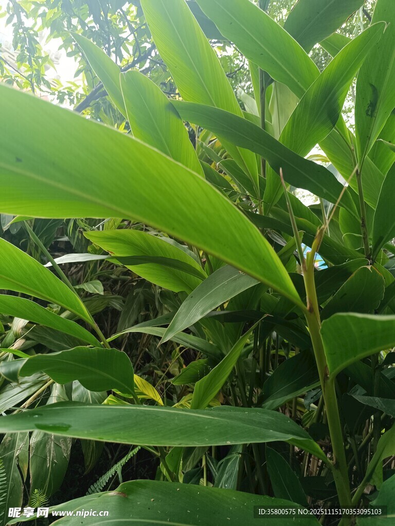 翠綠繁茂的熱帶植物葉片