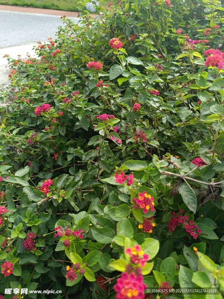 鮮艷花叢綻放美麗色彩