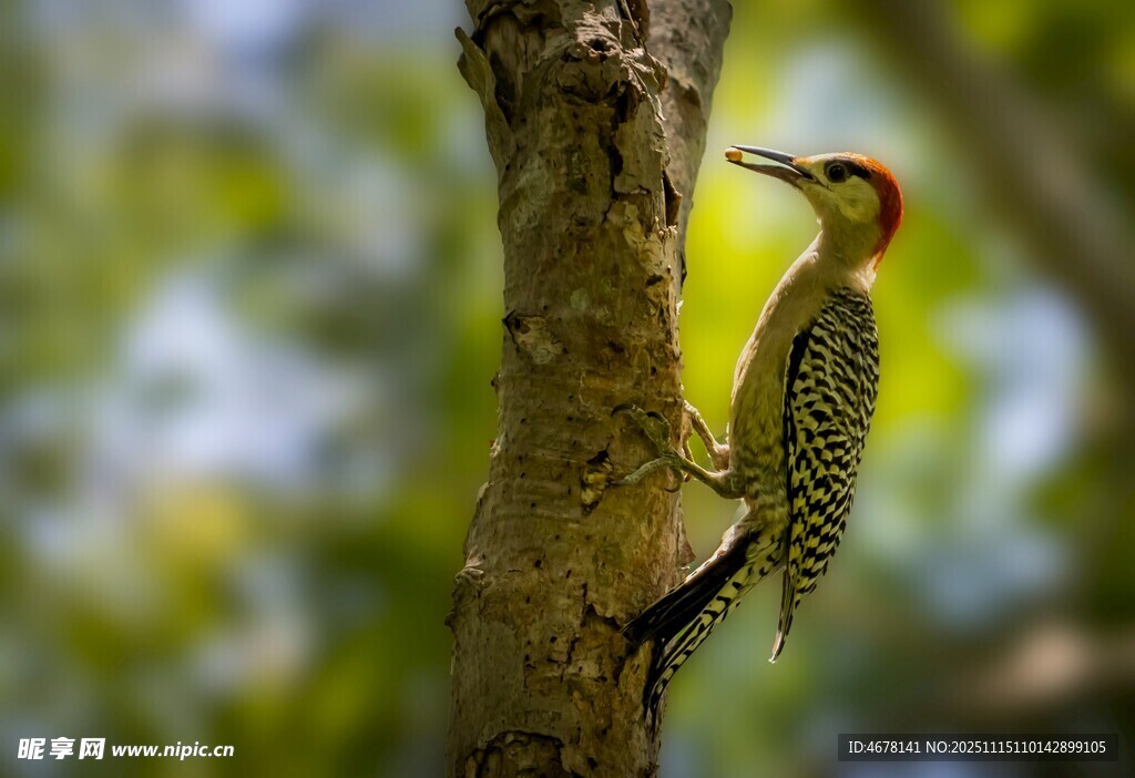 樹干上的啄木鳥