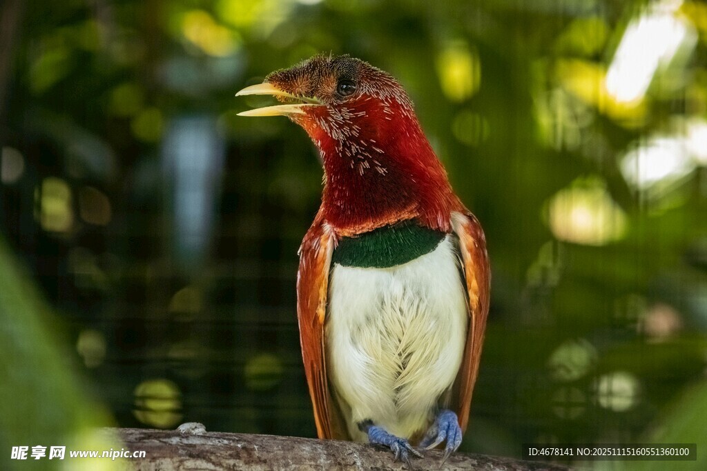 多彩小鳥棲息枝頭
