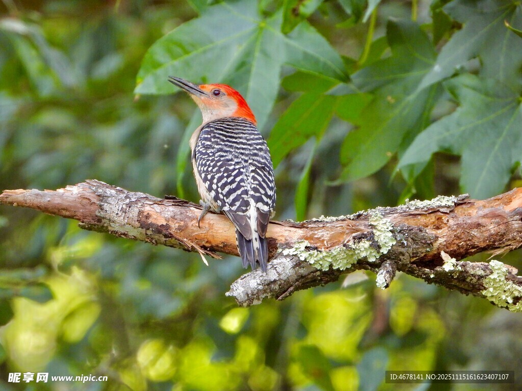 枝頭紅冠啄木鳥