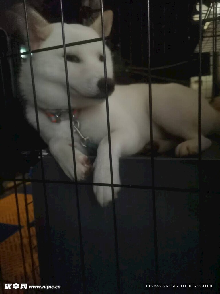 籠中白狗