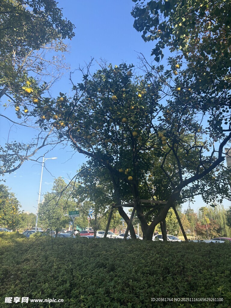 陽(yáng)光下的繁茂樹(shù)木